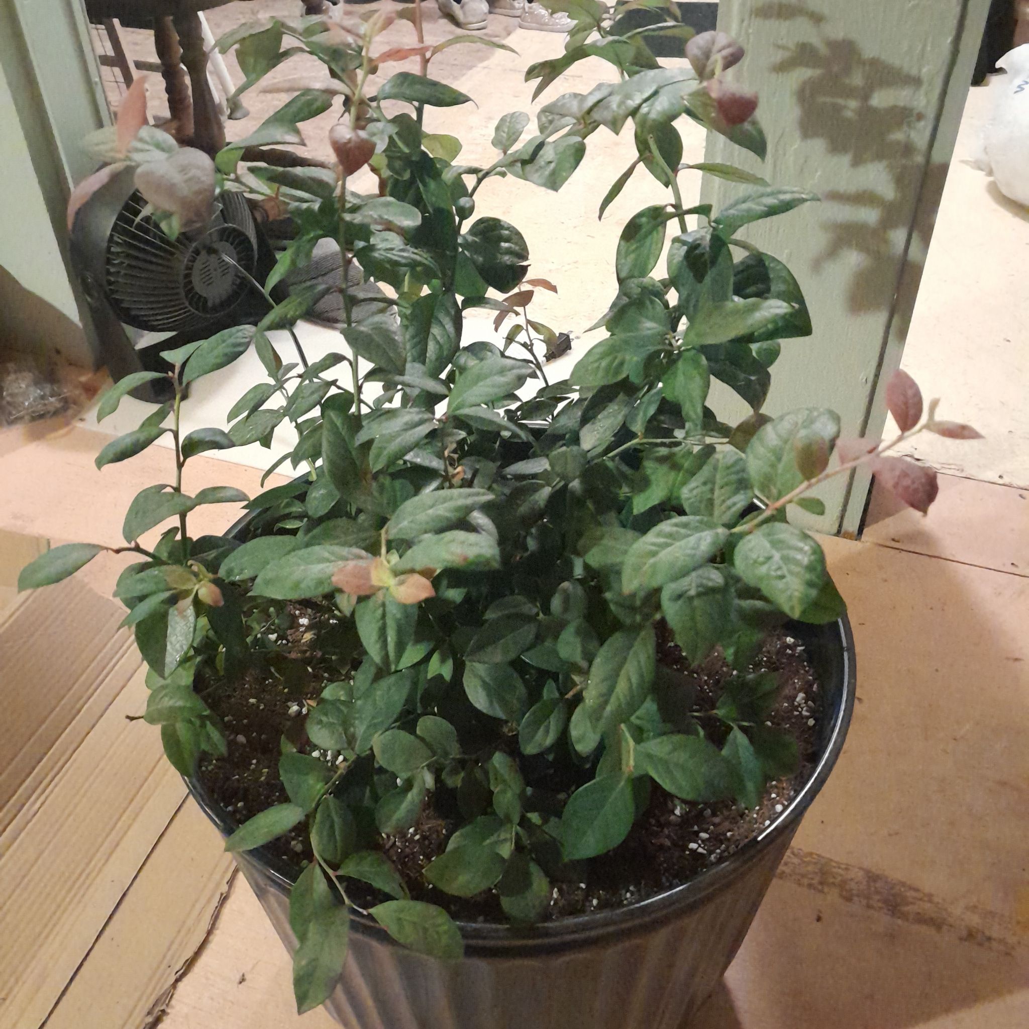 Photo of the plant species Pink Icing Blueberry by @WholeQuincula named Pink icing on Greg, the plant care app