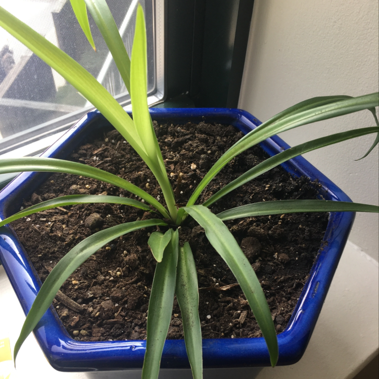 Variegated Spider Plant in a blue hexagonal pot near a window.