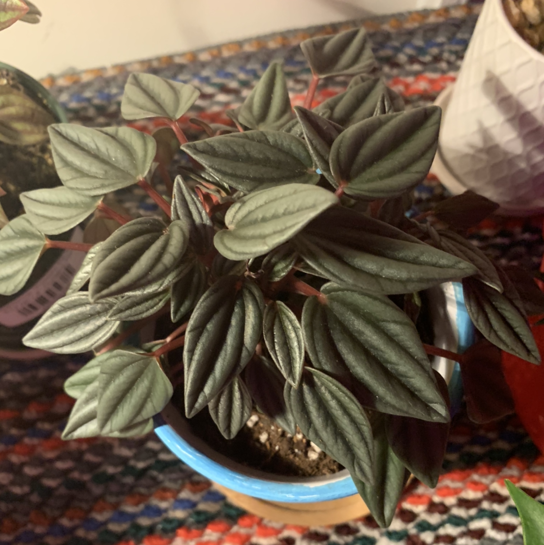 Peperomia 'Rosso' plant in a pot with dark green leaves, appears healthy.