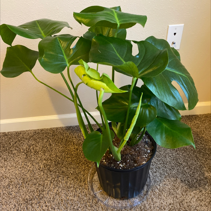 Monstera plant photo by @ulabadula named Frank on Greg, the plant care app.