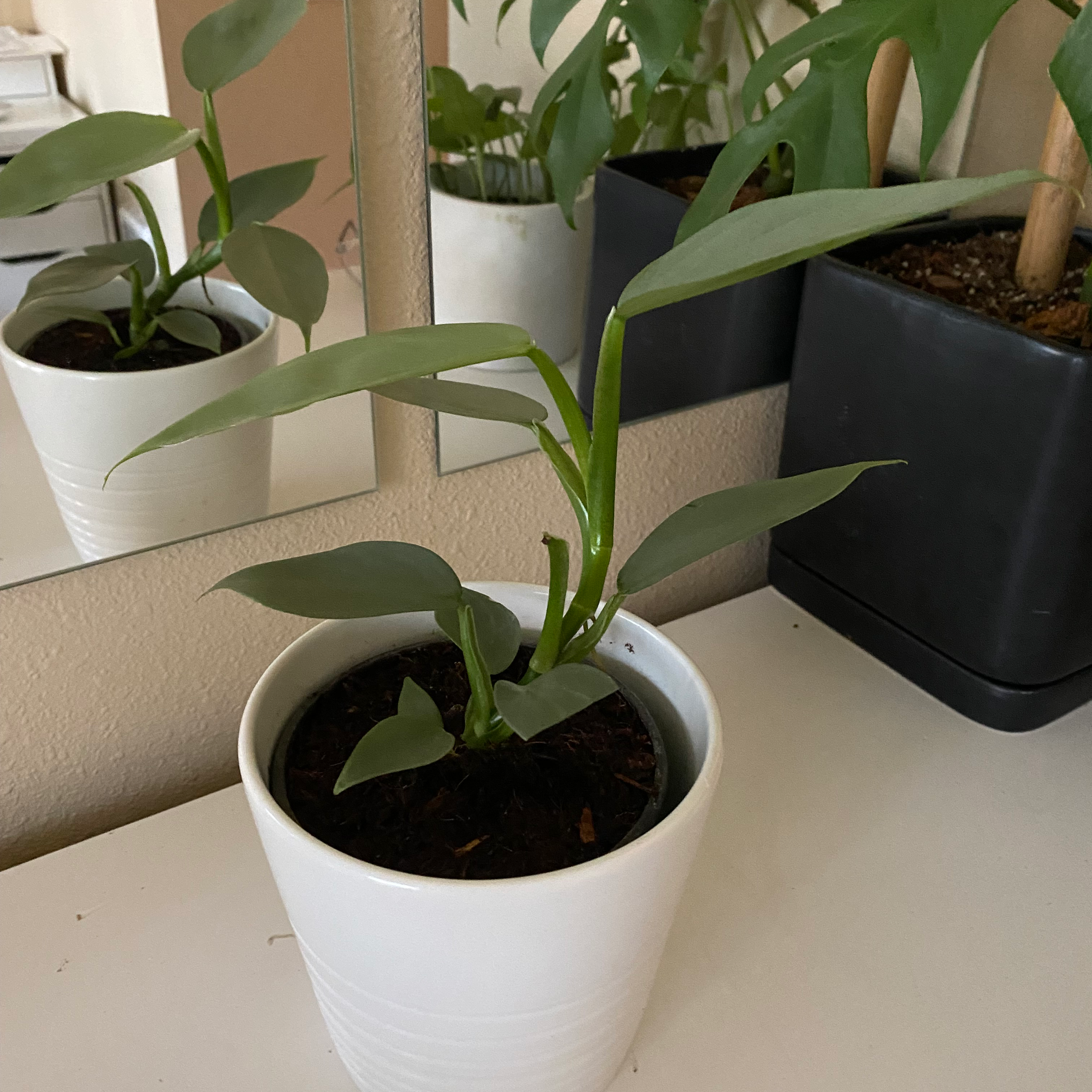Silver Sword Philodendron in a white pot with healthy green leaves and visible soil.