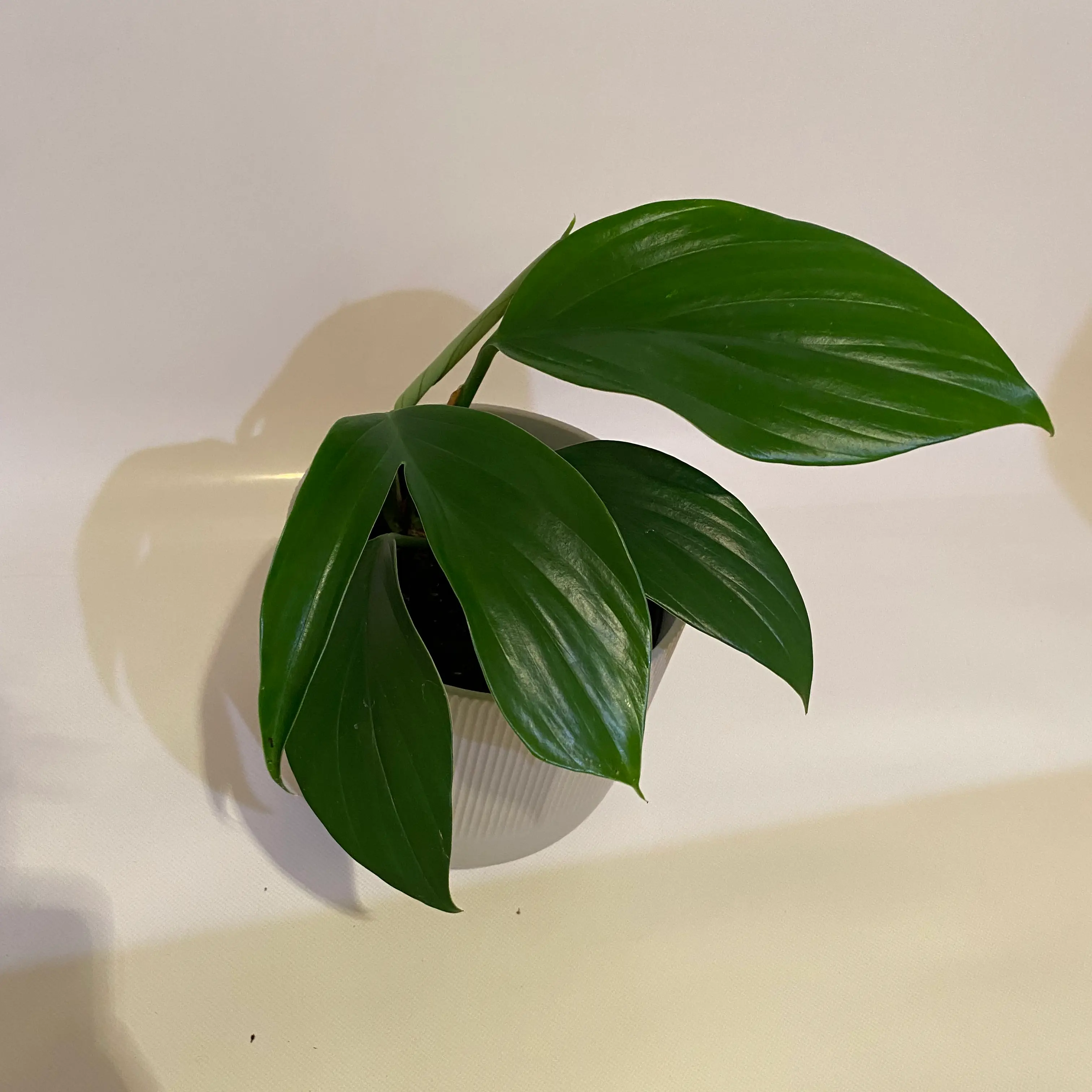Potted Rhaphidophora decursiva with large, glossy green leaves.