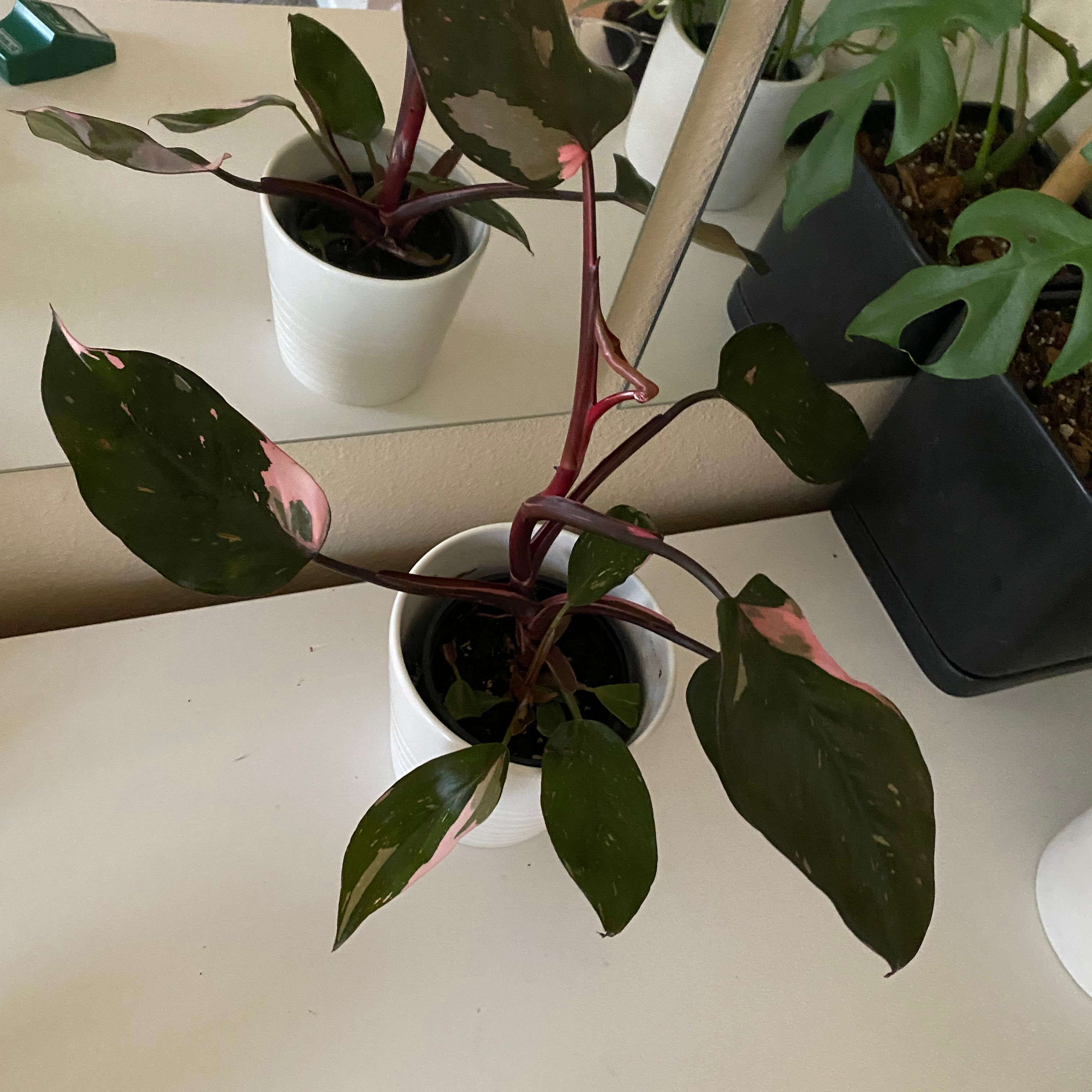 Pink Princess Philodendron in a white pot with dark green and pink variegated leaves.