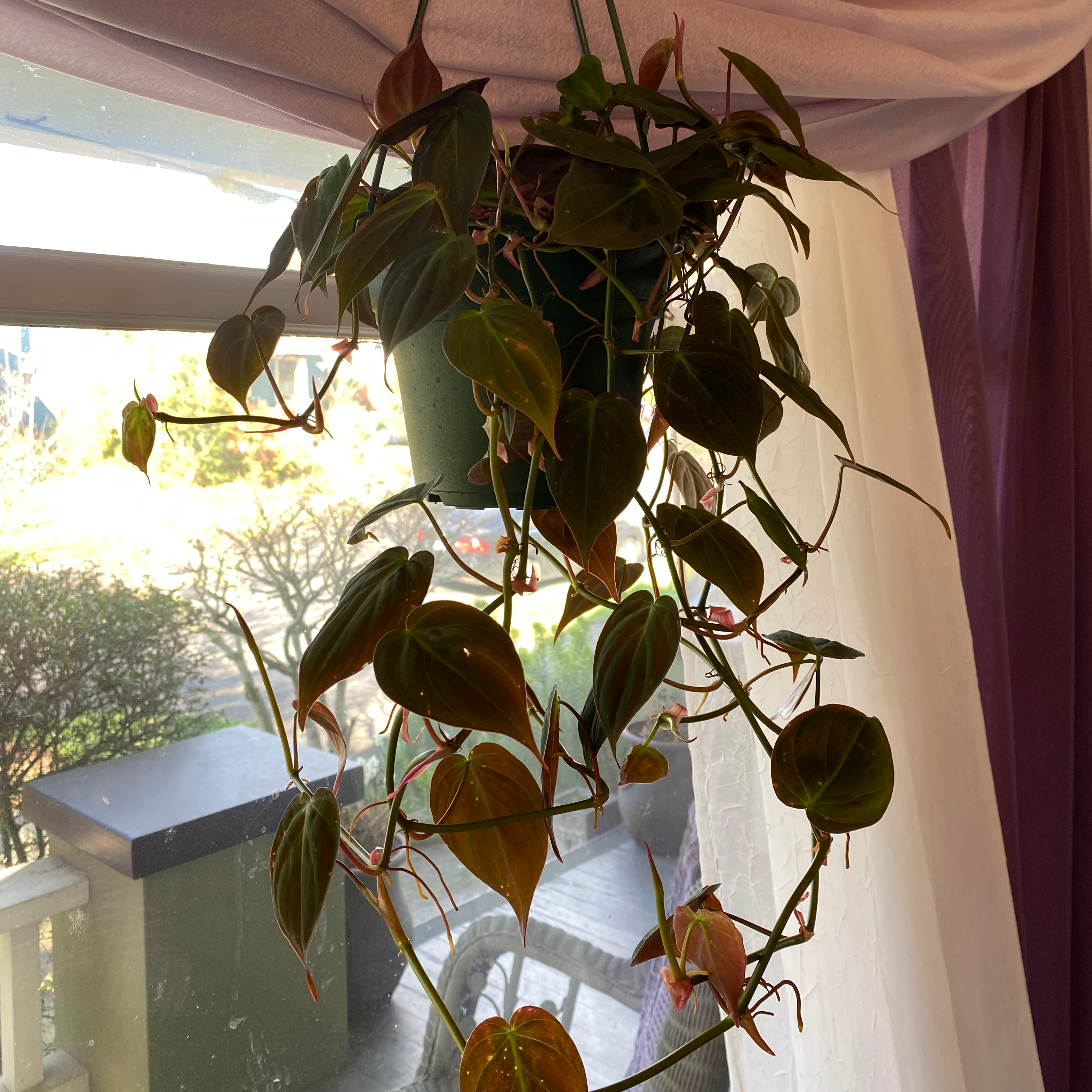 Hanging Philodendron Micans plant with heart-shaped leaves in good health.