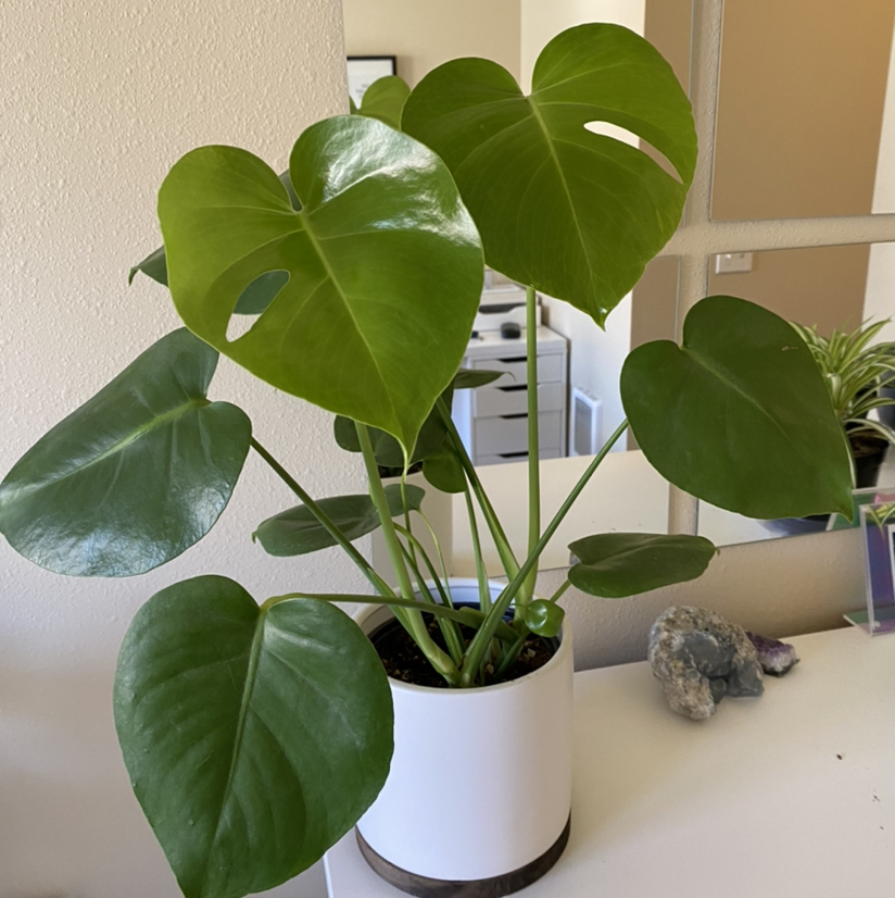 Monstera plant photo by @ulabadula named Phil on Greg, the plant care app.