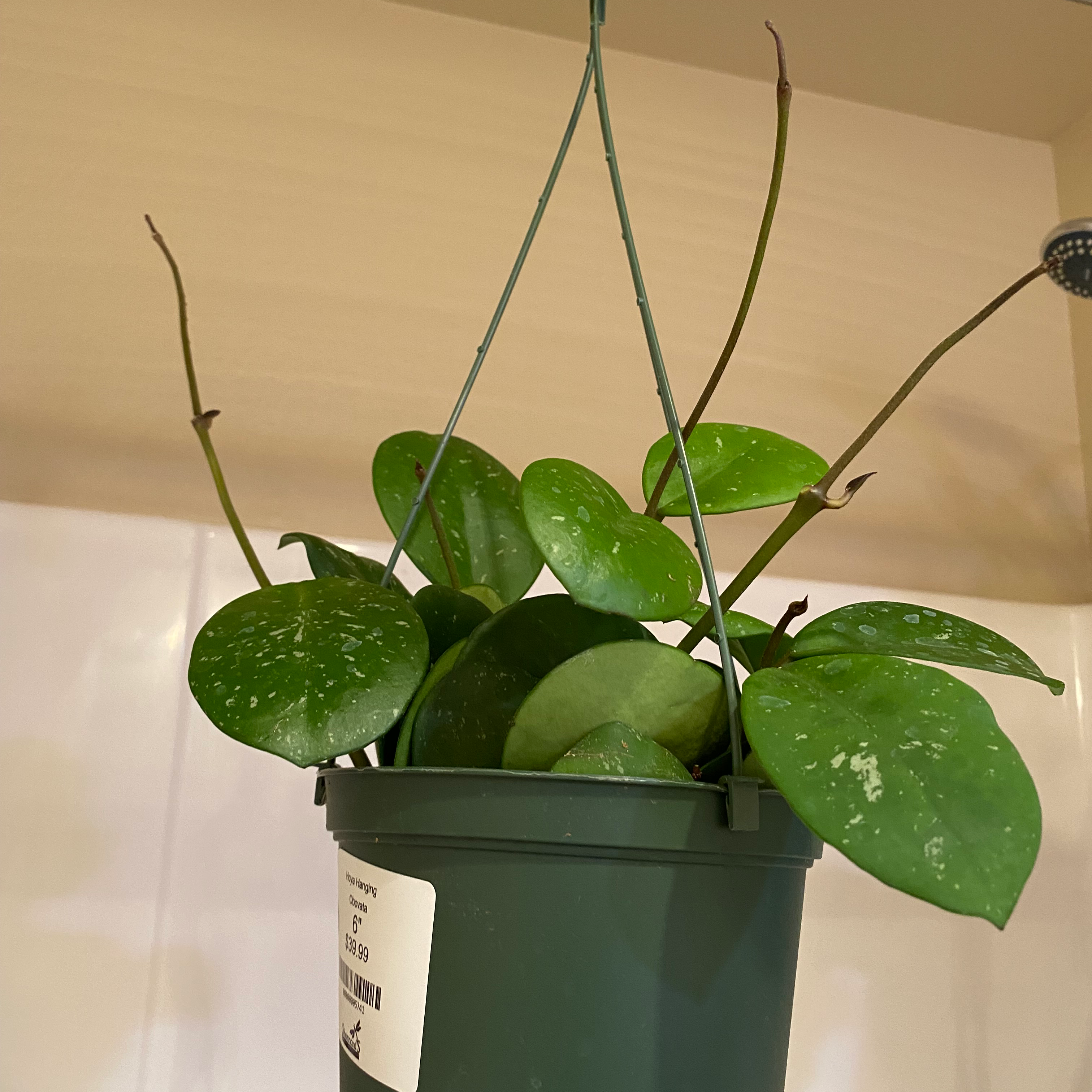 Hoya obovata plant in a hanging pot with round, green leaves with white speckles.