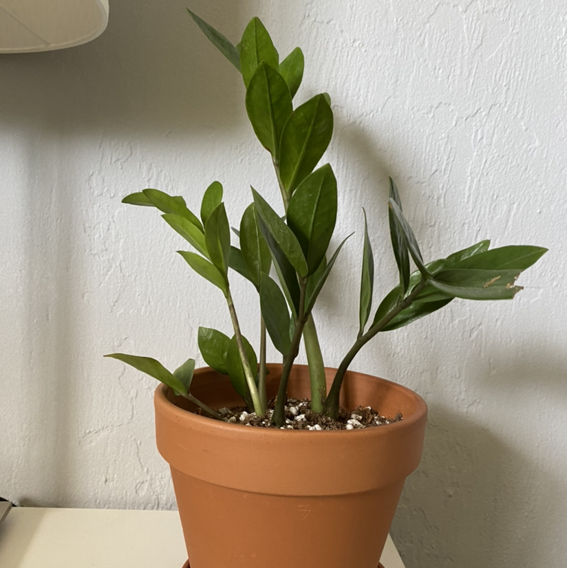 Zamioculcas Zamiifolia plant photo by @ulabadula named (Portland) bruce on Greg, the plant care app.