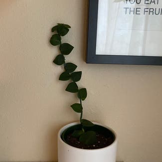 Rhaphidophora hayi plant in Corvallis, Oregon