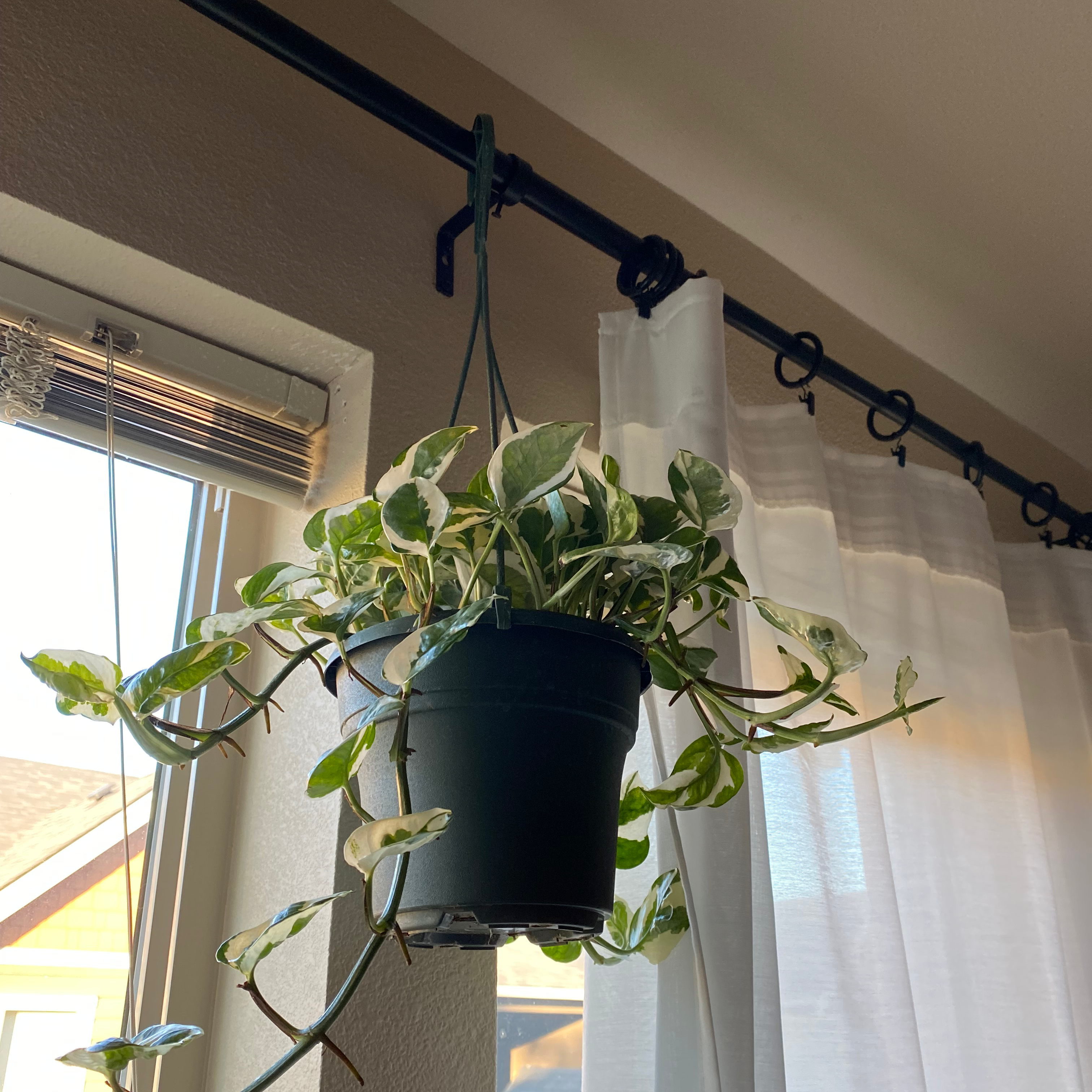 Pearls and Jade Pothos plant in a hanging pot with variegated leaves, well-framed and healthy.
