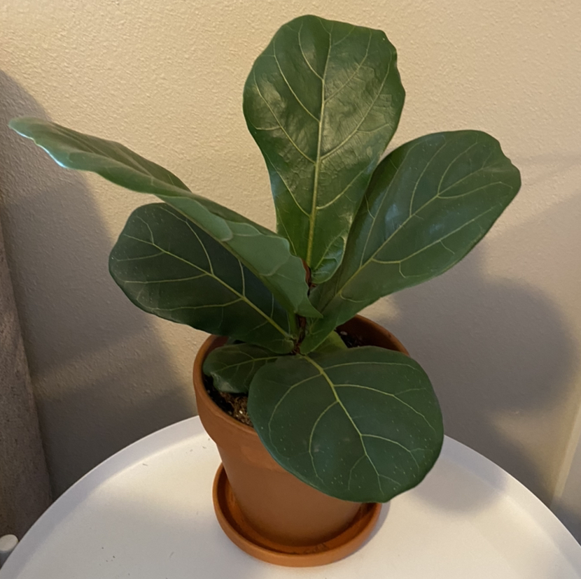 Fiddle Leaf Fig plant photo by @ulabadula named fig boi on Greg, the plant care app.