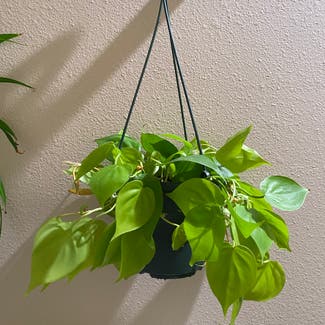 Heartleaf Philodendron plant in Corvallis, Oregon