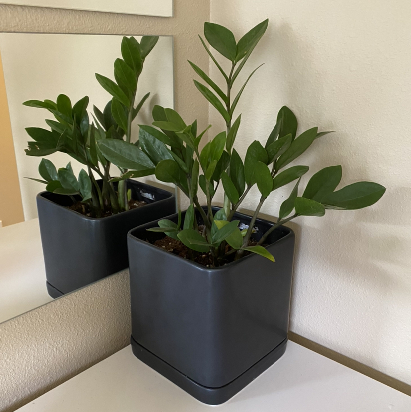 Zamioculcas Zamiifolia plant photo by @ulabadula named bruce on Greg, the plant care app.