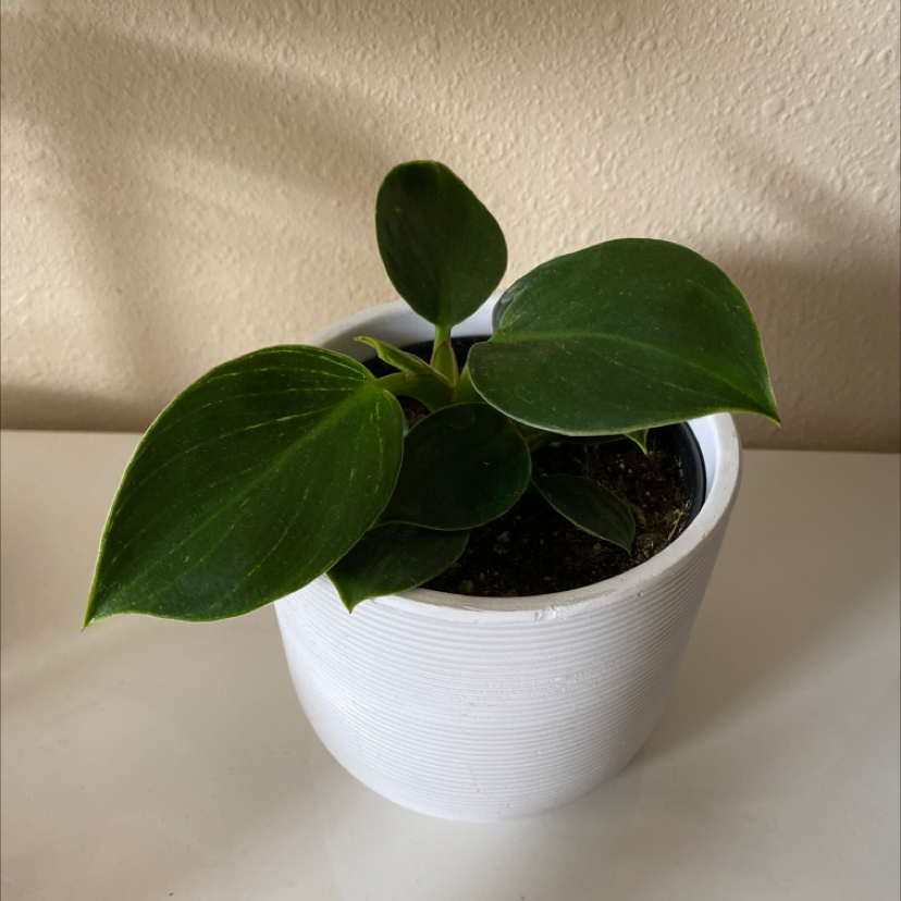 Philodendron Birkin plant in a white pot with dark green leaves, well-framed and in focus.