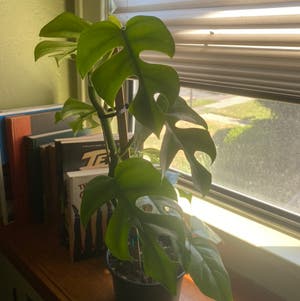 Mini Monstera plant photo by @ulabadula named phora on Greg, the plant care app.