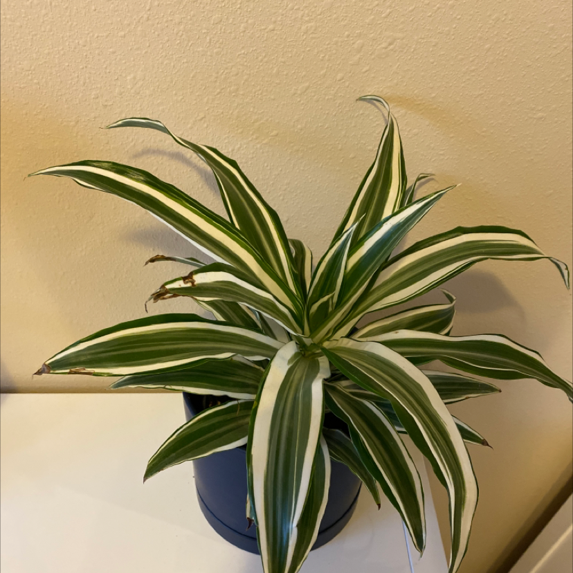 Dracaena "Warneckii' plant photo by @ulabadula named Judy on Greg, the plant care app.