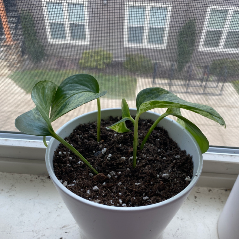 Marble Queen Pothos plant in a white pot on a windowsill with healthy green leaves.