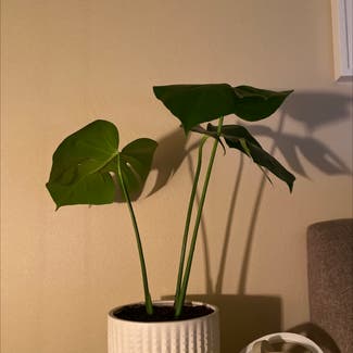 Monstera plant in Corvallis, Oregon