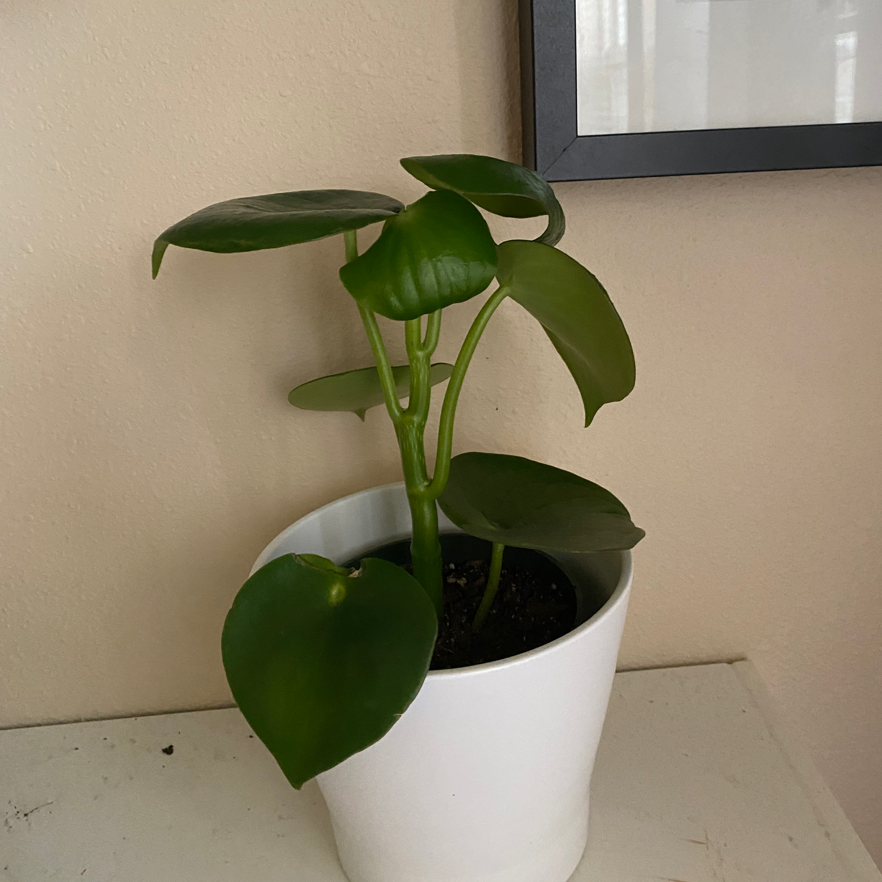 Raindrop Peperomia plant in a white pot with healthy green leaves.