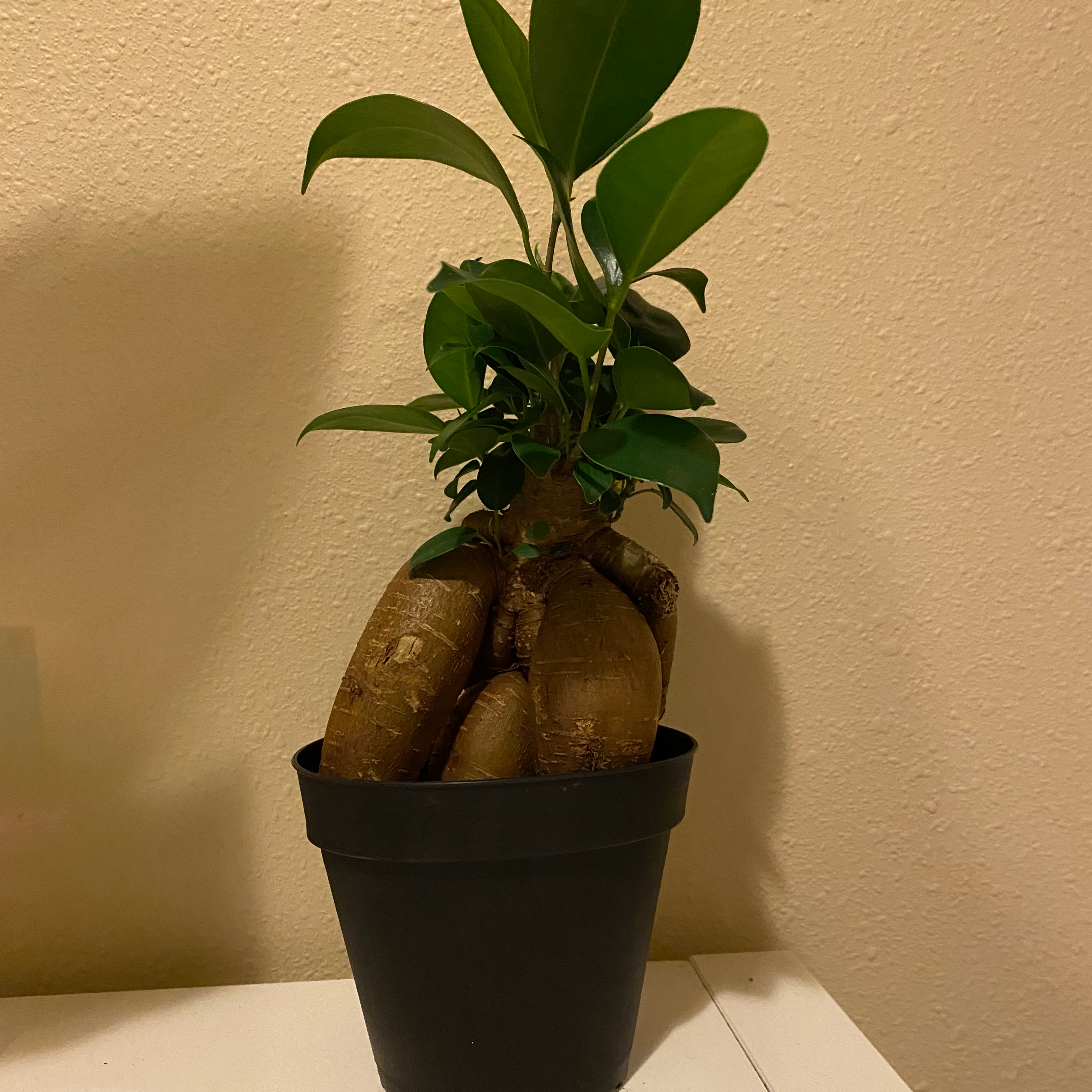 Healthy bonsai Ficus Ginseng plant with thick gnarled trunk and lush green foliage in a black plastic pot.
