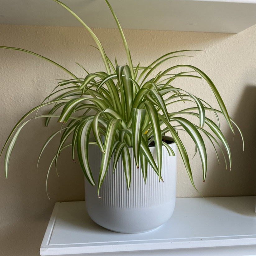 Spider Plant plant photo by @ulabadula named francesca on Greg, the plant care app.
