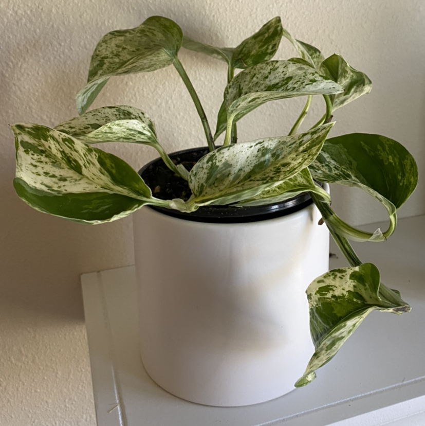 Marble Queen Pothos plant in a white pot with variegated green and white leaves.