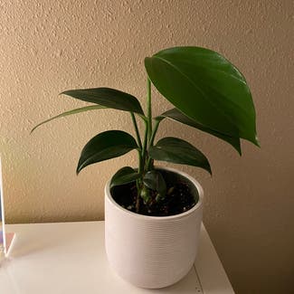 Rhaphidophora decursiva plant in Corvallis, Oregon