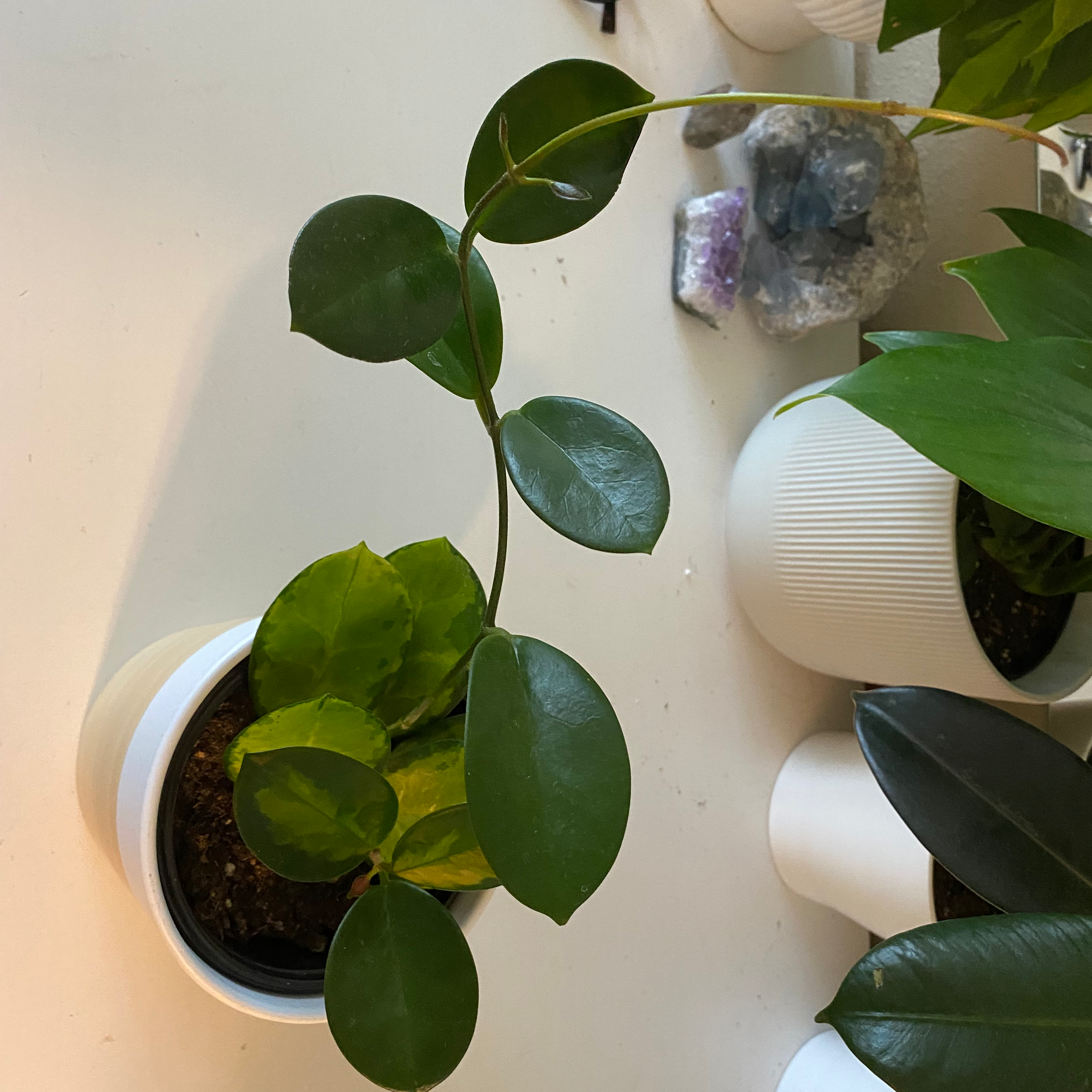 Hoya Carnosa Tricolor plant in a white pot with healthy green leaves and visible soil.