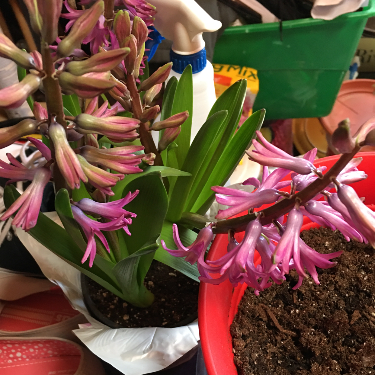 Garden Hyacinth with pink flowers in a pot, visible soil, and healthy leaves.