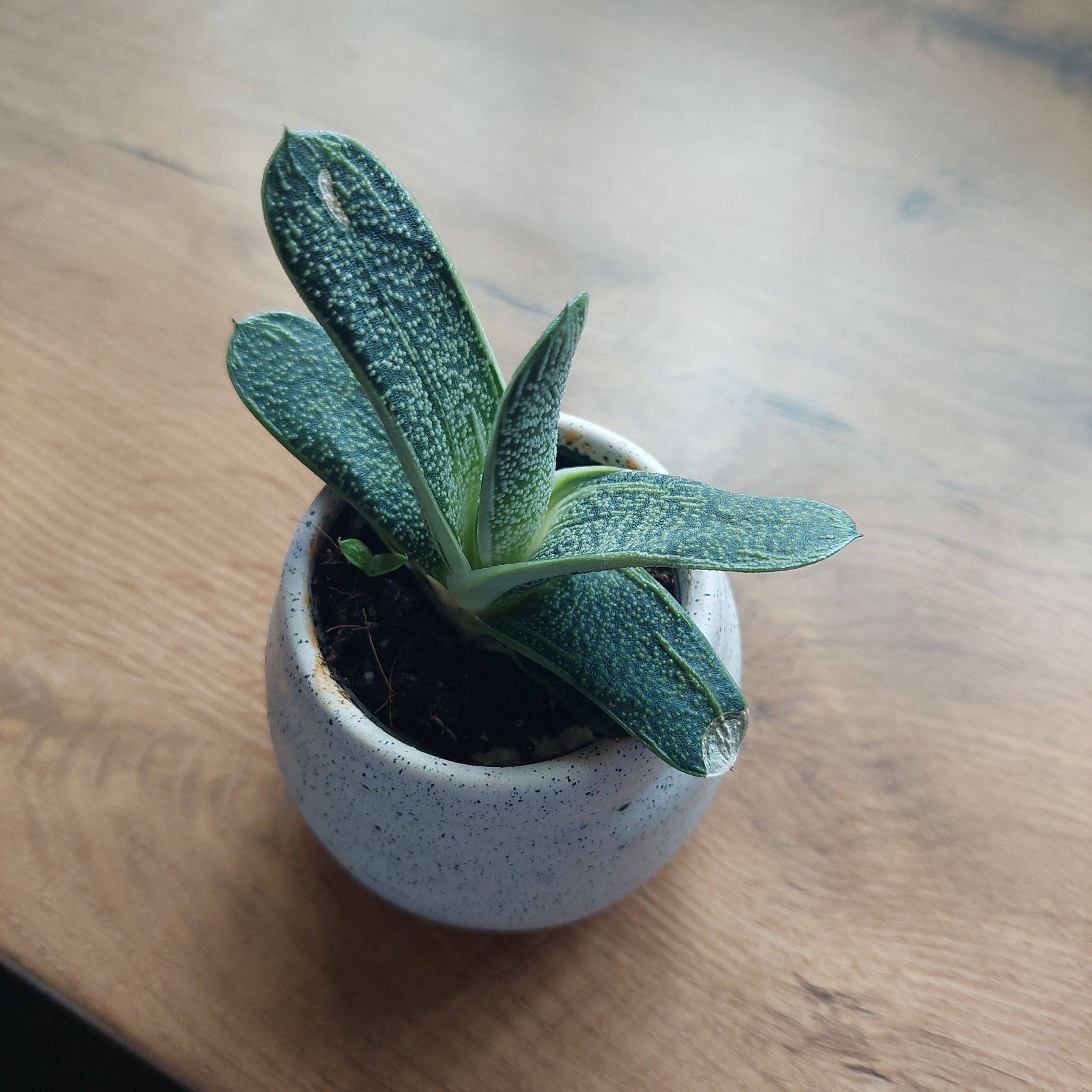 Photo of the plant species Ox Tongue by @PetSilverspa named Spots on Greg, the plant care app