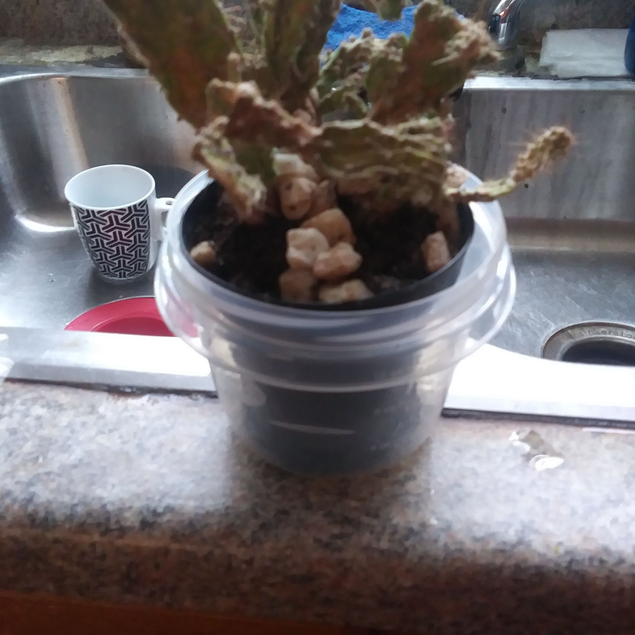 Photo of the plant species Branched Pencil Cholla by @GuardianPapaya named Lumpy on Greg, the plant care app