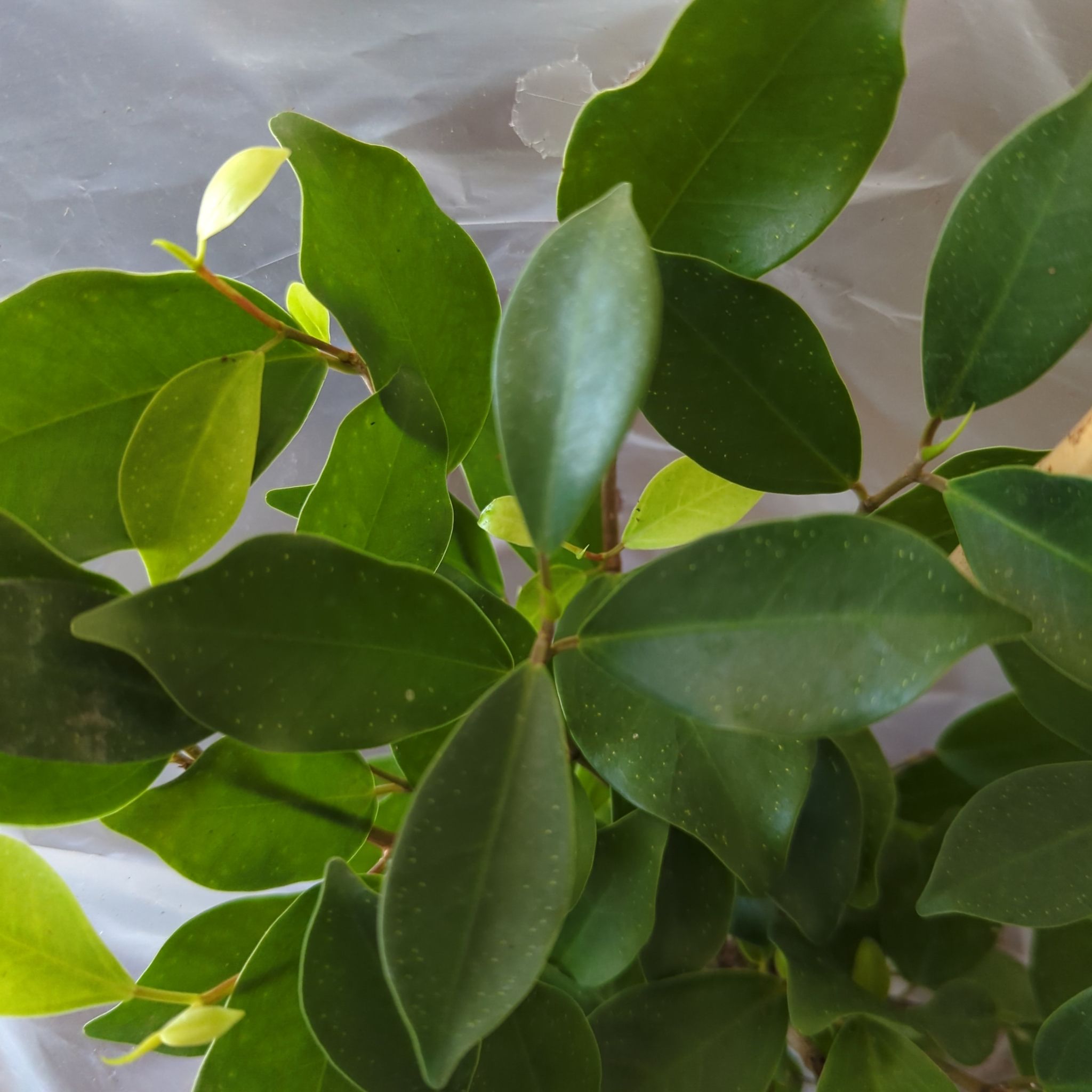 Photo of the plant species Ficus Ginseng by @CommandingCorn named Prince on Greg, the plant care app