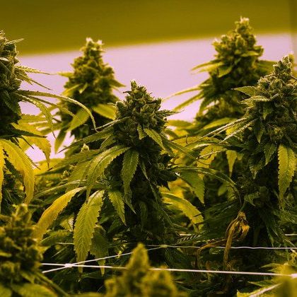 Photo of the plant species Marijuana by @CognizantPalqui named Indica sativa on Greg, the plant care app