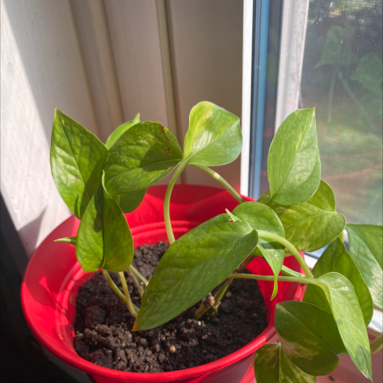 Taro Vine plant photo by Daniel named Harry on Greg, the plant care app.