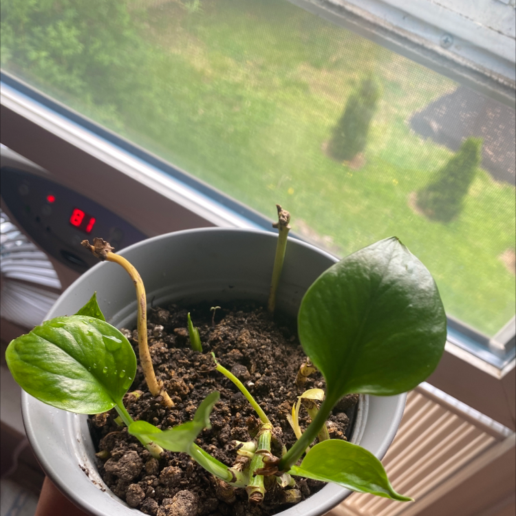 Taro Vine plant photo by Daniel named ouid on Greg, the plant care app.