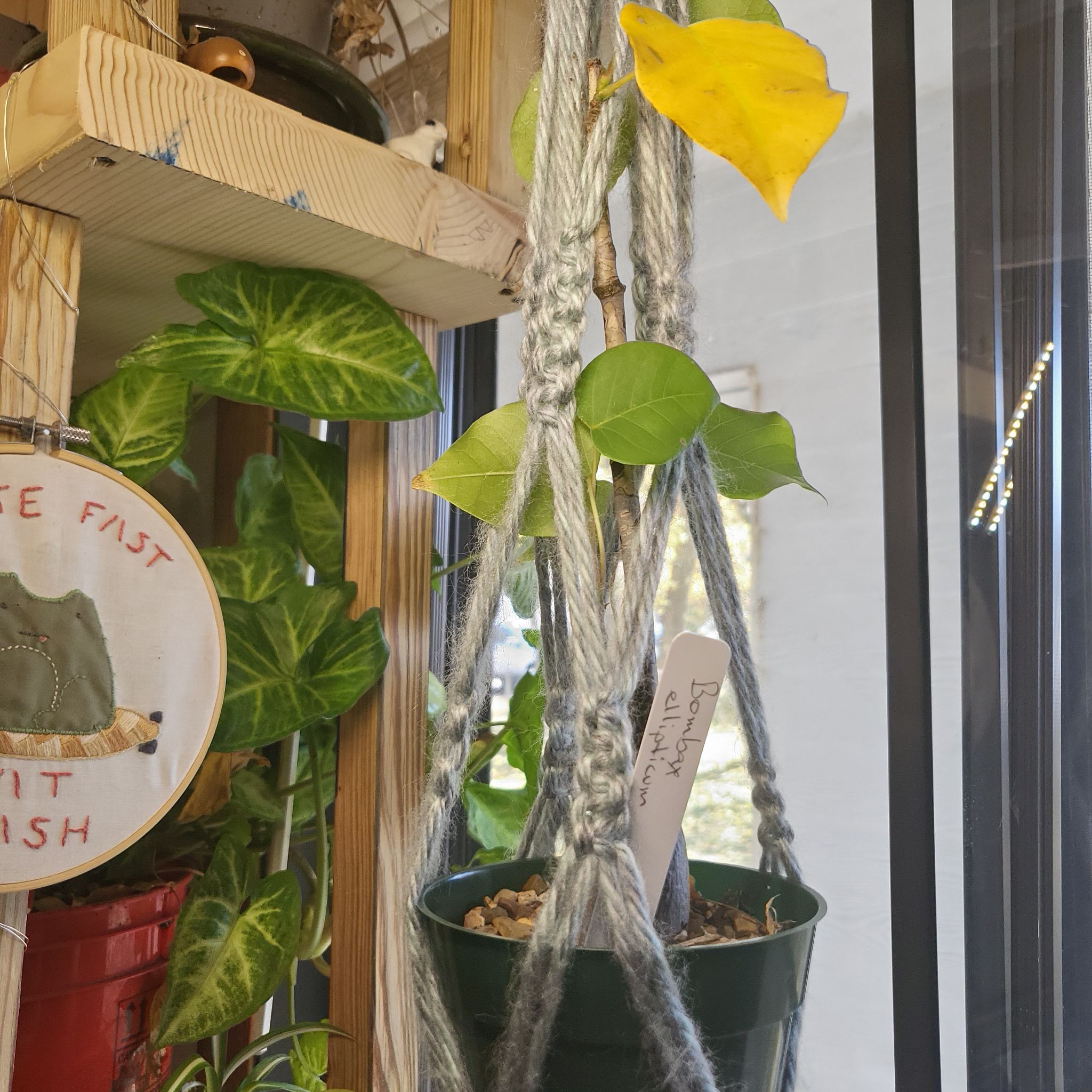 Photo of the plant species Marciano Butterwort by @MatureRambutan named Pinguicula marciano on Greg, the plant care app