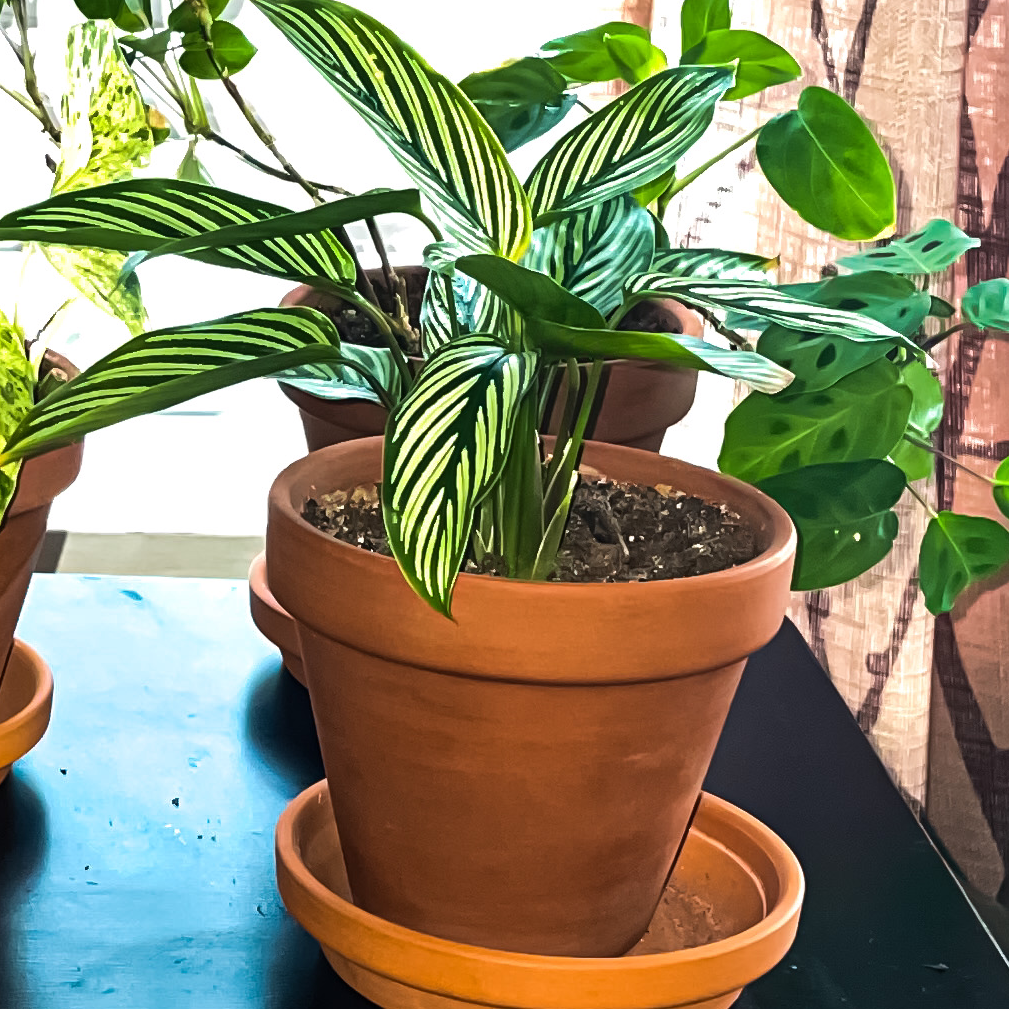 Photo of the plant species Calathea Vittata by @petal named Remington on Greg, the plant care app