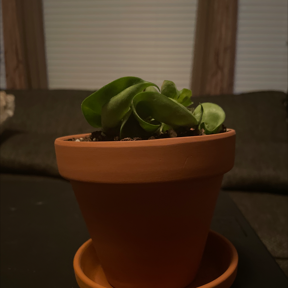 Hoya carnosa 'Compacta' plant photo by @petal named Foxxy on Greg, the plant care app.