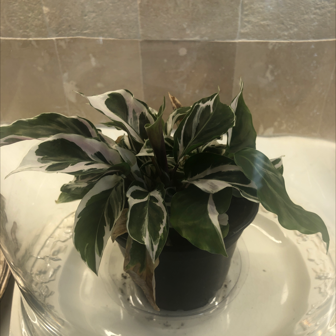 Calathea 'White Fusion' plant photo by @DanaDD named She Who Hates to Live on Greg, the plant care app.