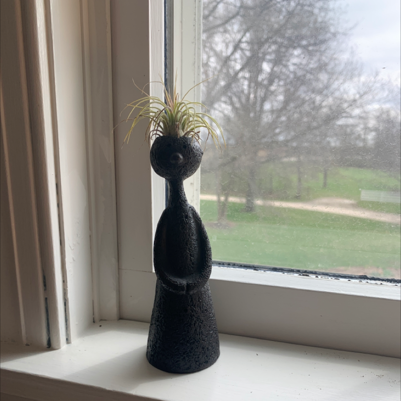 Bulbosa Air Plant in a black cat-shaped holder on a windowsill.
