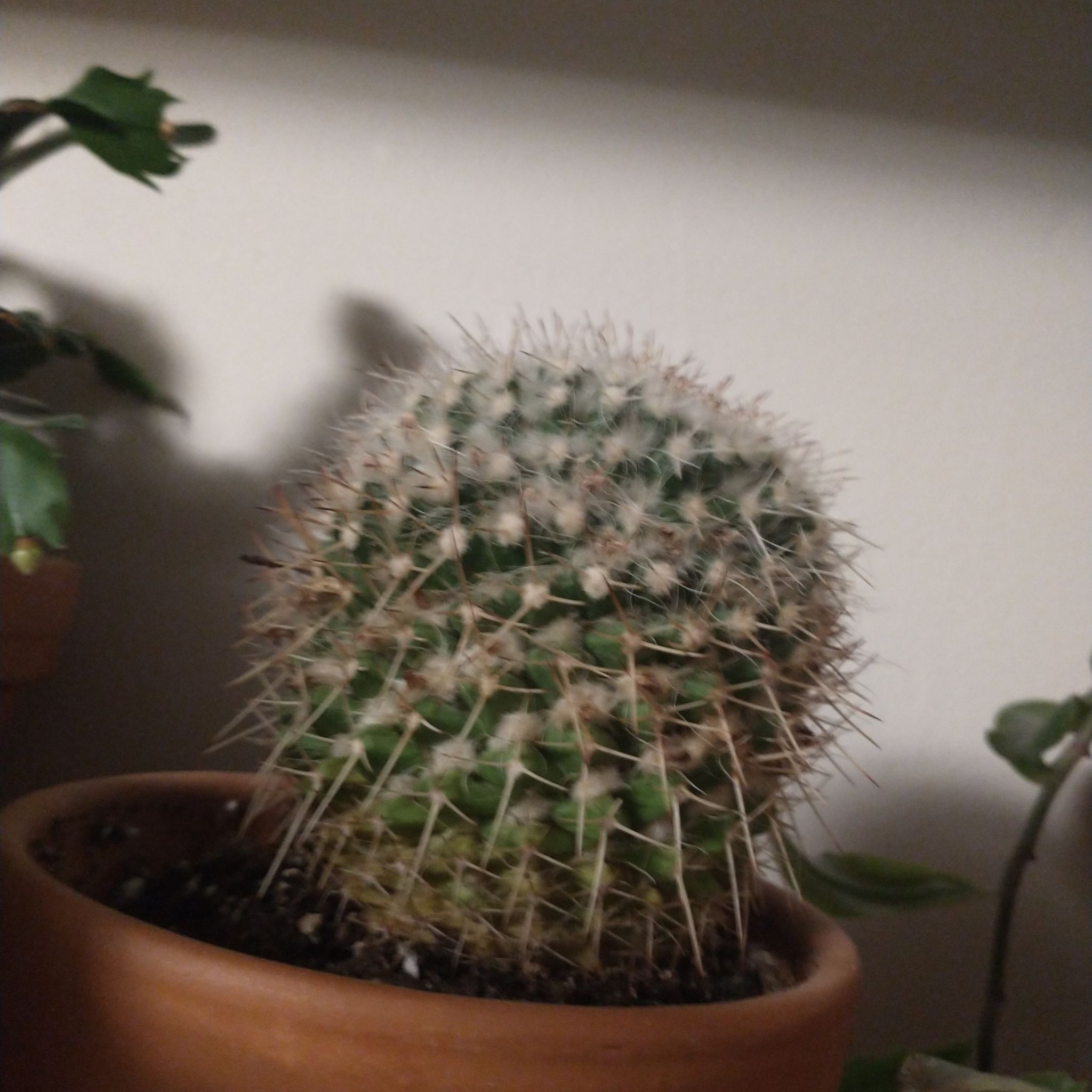 Photo of the plant species Mammillaria winterae by @RadGerbera named Hemingway on Greg, the plant care app