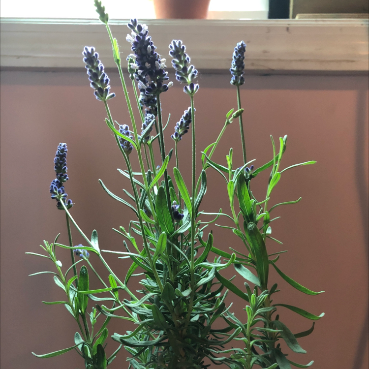 Photo of the plant species English Lavender by @nissyg named Luna on Greg, the plant care app