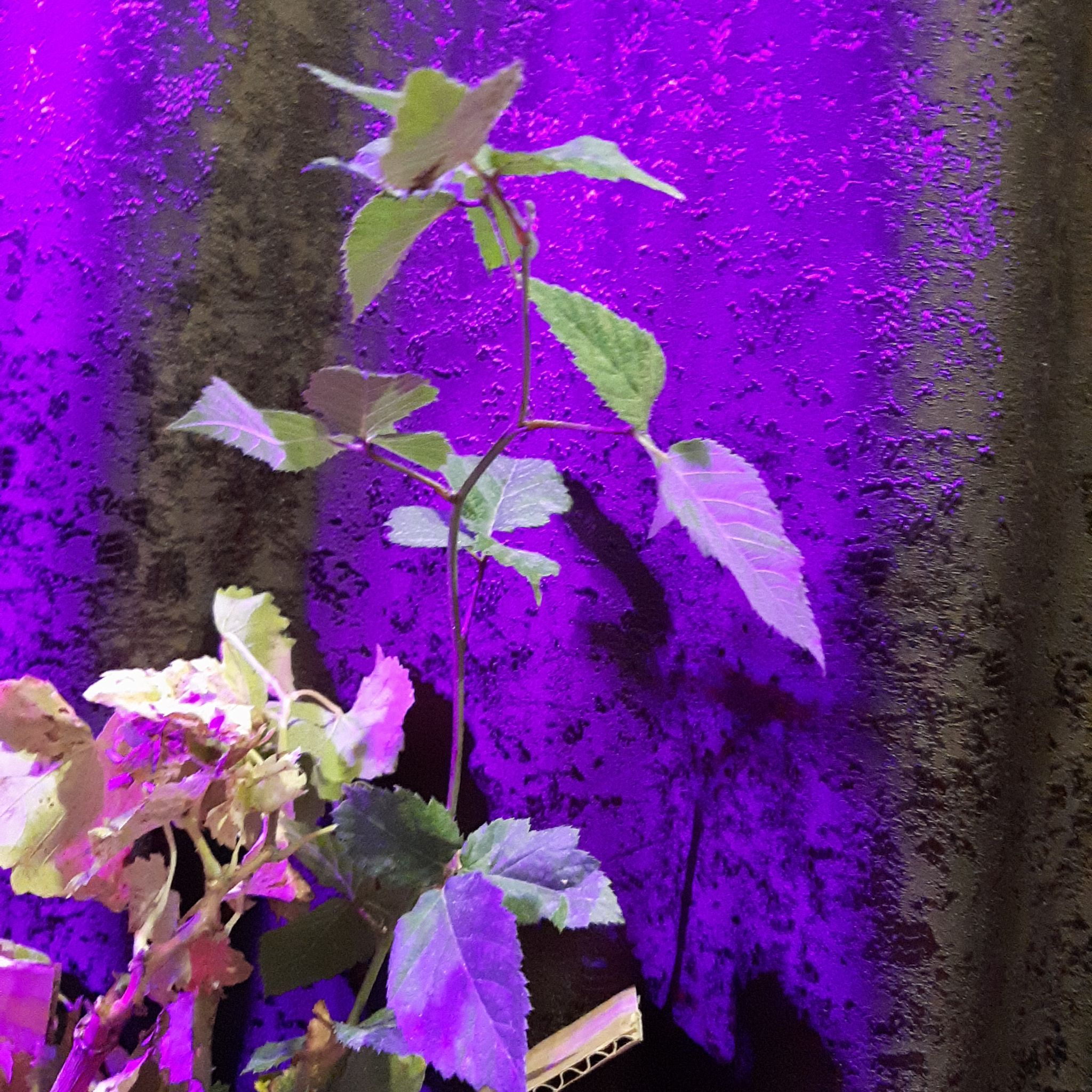 Photo of the plant species Wineberry by @RadRosegrape named necati on Greg, the plant care app
