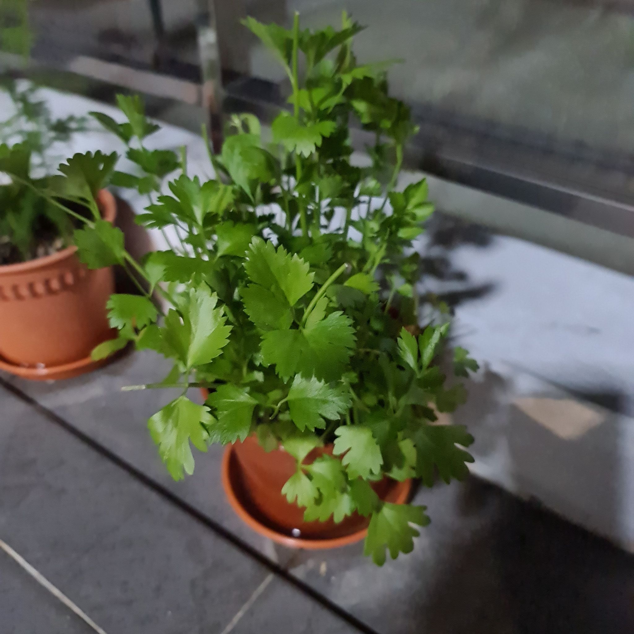 Photo of the plant species Coriander by @SmartBogmyrtle named Coriader on Greg, the plant care app