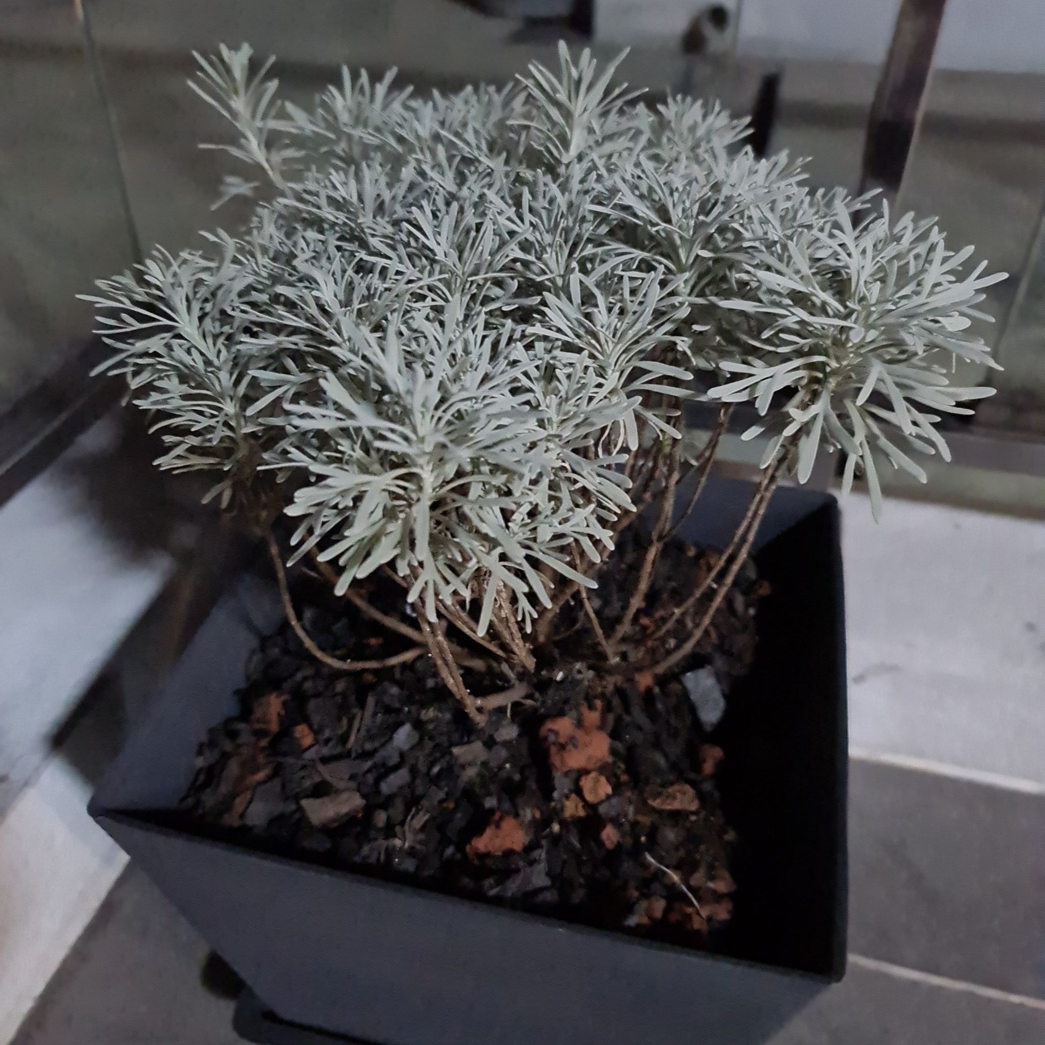 Photo of the plant species Crossostephium chinense by @SmartBogmyrtle named White plant on Greg, the plant care app