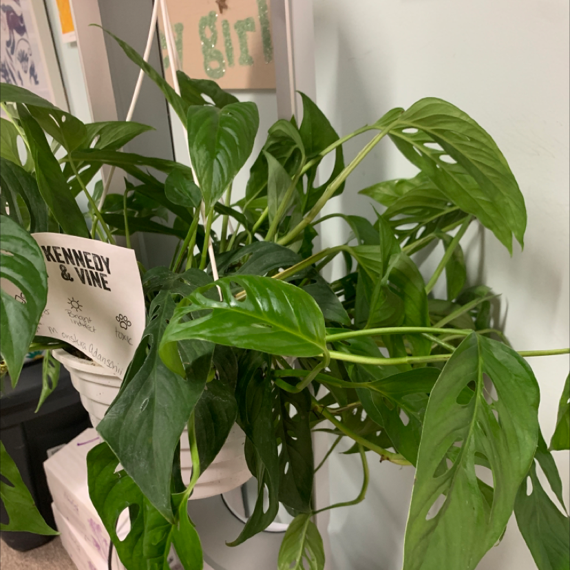 Healthy Monstera deliciosa plant with large green split leaves in a white pot.