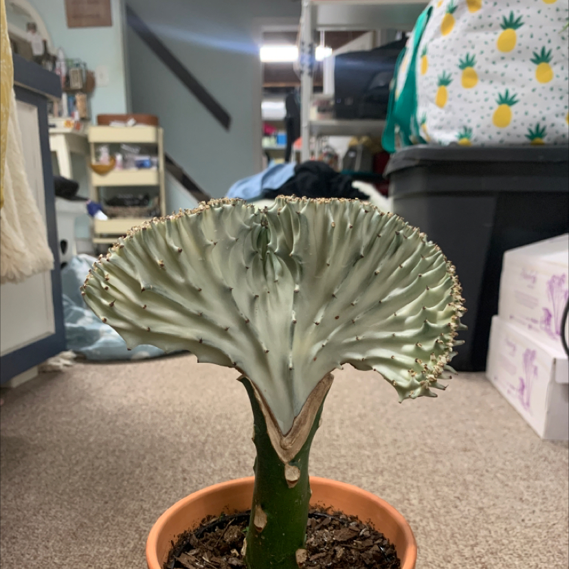 Candelabra Cactus in a small pot with indoor background elements.