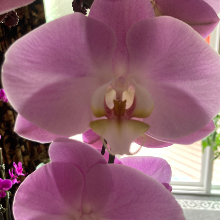 Close-up of a Noble Dendrobium orchid with vibrant pink flowers.