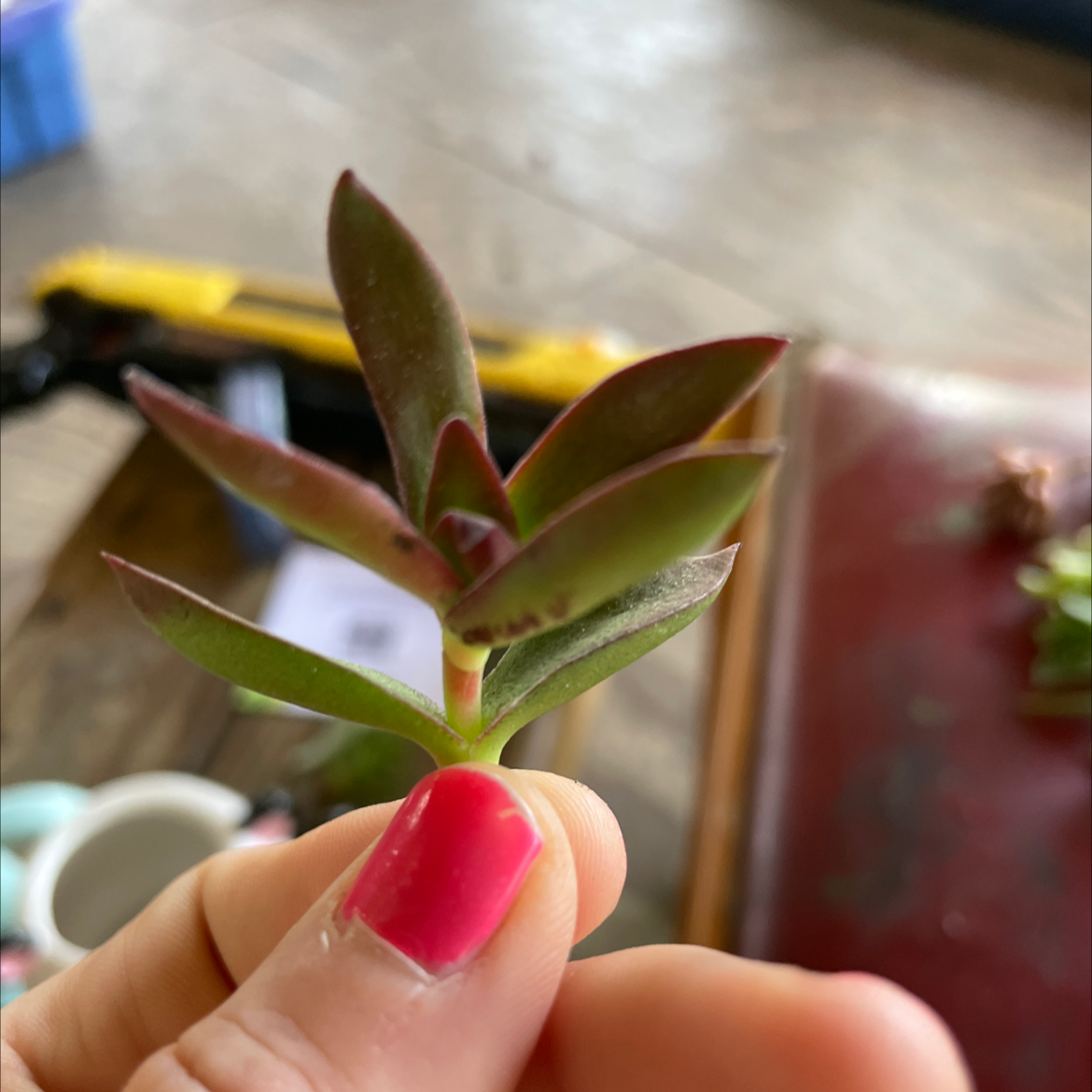 Close-up of a healthy Red Pagoda succulent held by a hand with pink nail polish.
