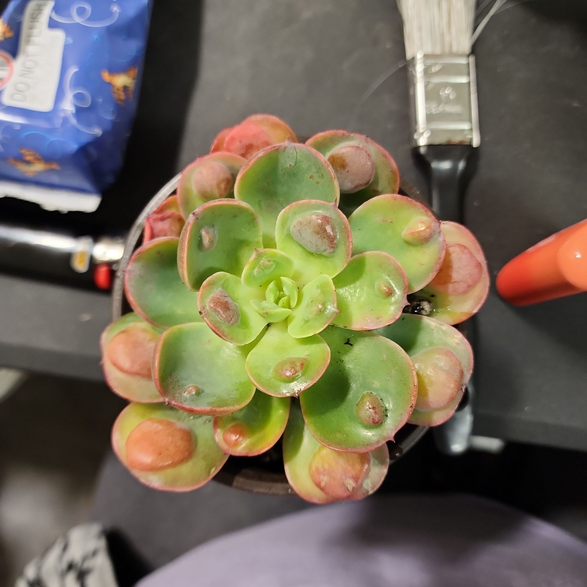 Raindrops Echeveria succulent with green leaves and reddish tips in a pot on a dark surface.