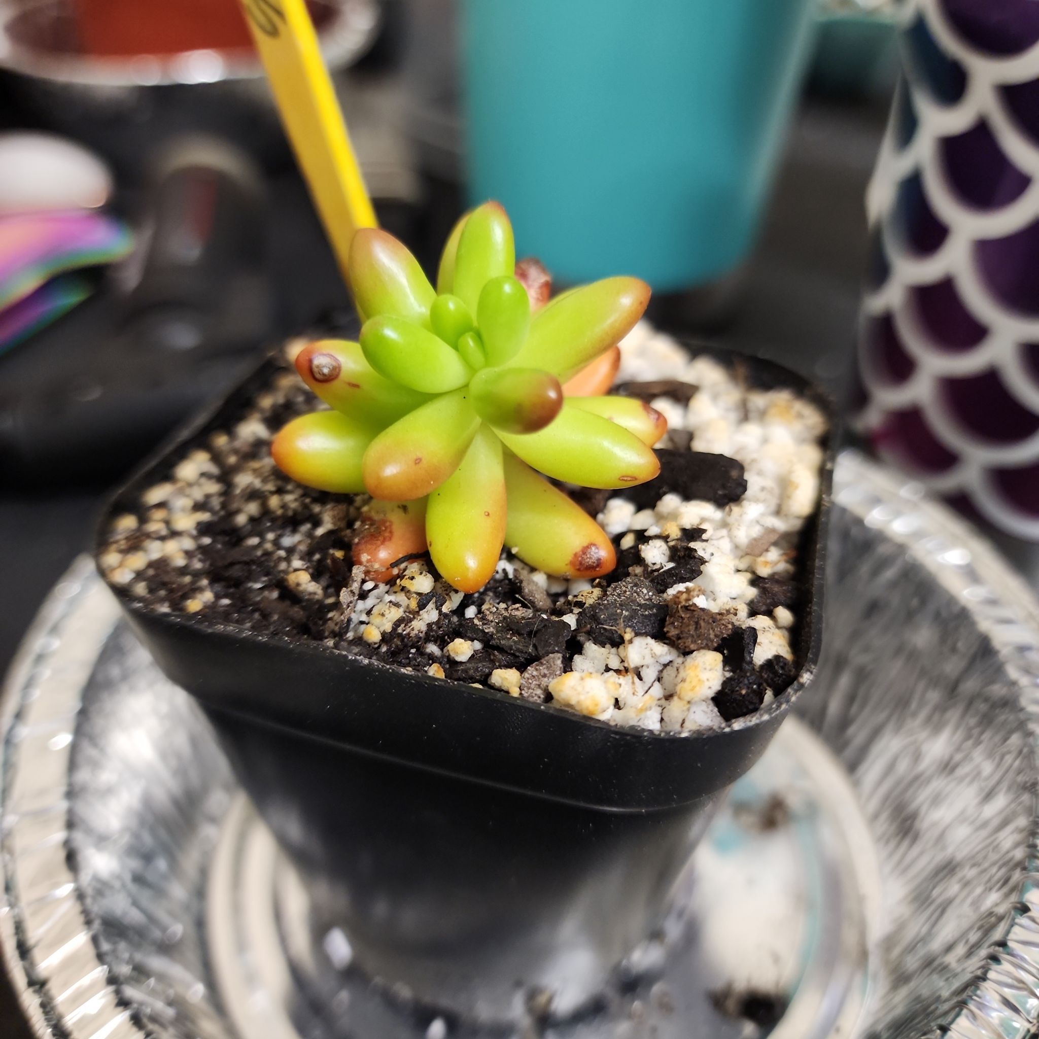 Photo of the plant species Jelly Bean Plant by @ChiefTigerlily named Red Jelly Beans on Greg, the plant care app